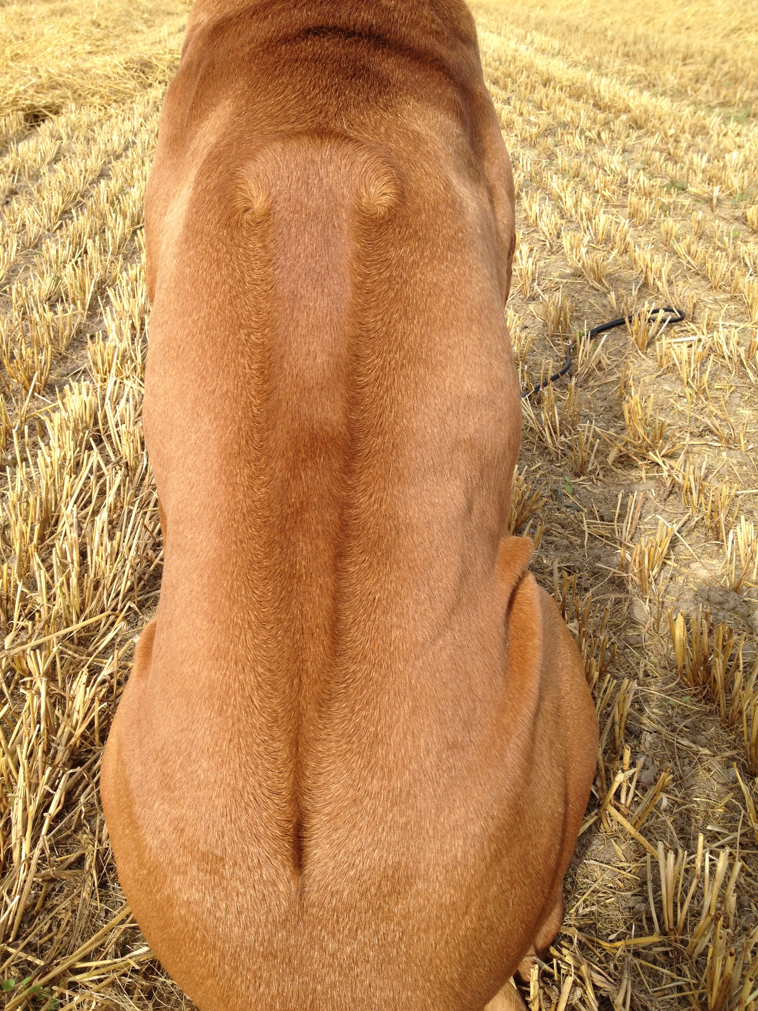 Rhodesian Ridgeback Gaius Champion